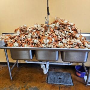 Rotary Crab Crack: Bigger, Bolder, Better in 2025!